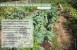 Vancouver Urban Permaculture Design Course